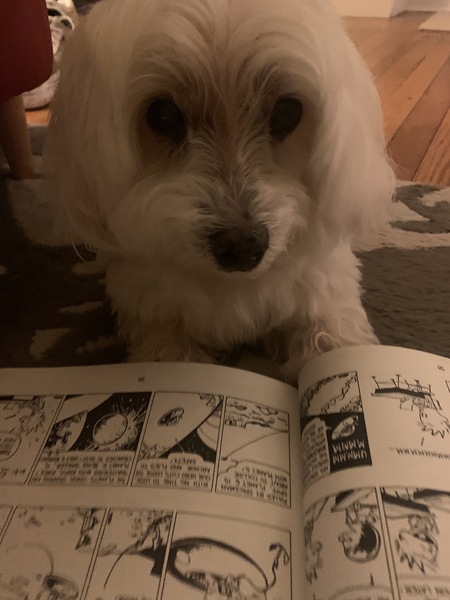 Entry image for Max. Clicking this image will show a larger photo