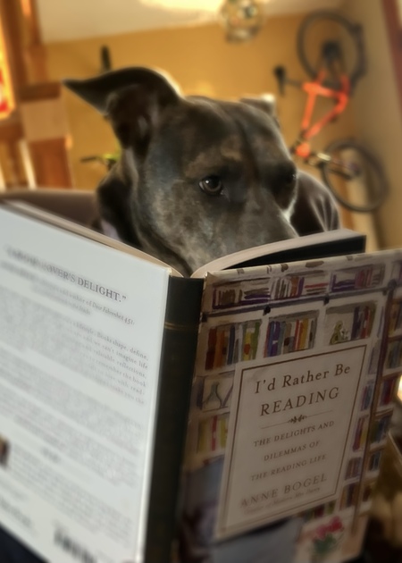 Entry image for Cleo. Clicking this image will show a larger photo