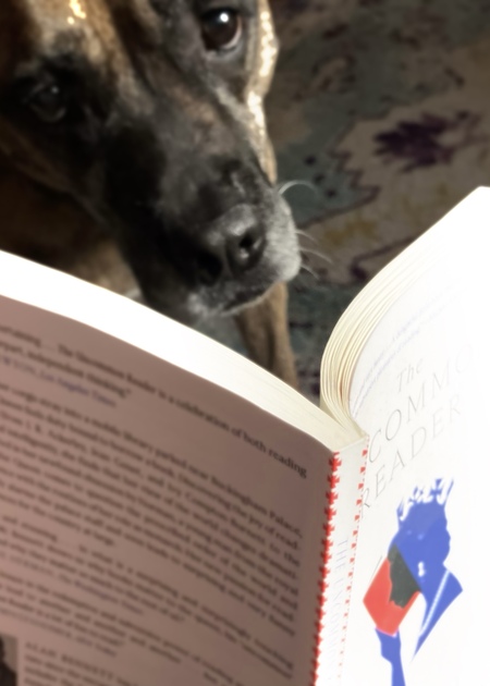 Entry image for Rose. Clicking this image will show a larger photo