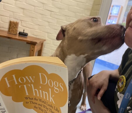 Entry image for Tilly . Clicking this image will show a larger photo