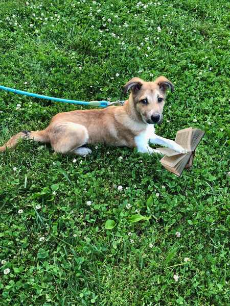 Entry image for Diego. Clicking this image will show a larger photo