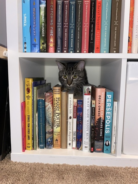 Entry image for Cece. Clicking this image will show a larger photo