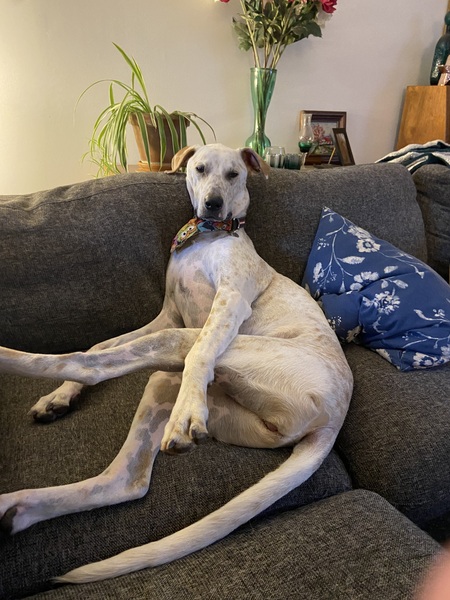 Stella