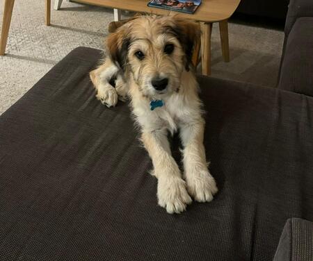 FLYNN