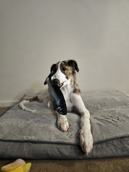 Laika