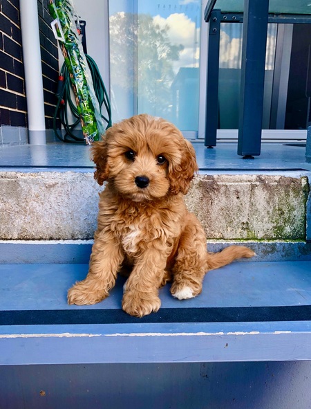 Nala