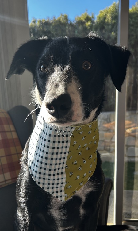 Fionn