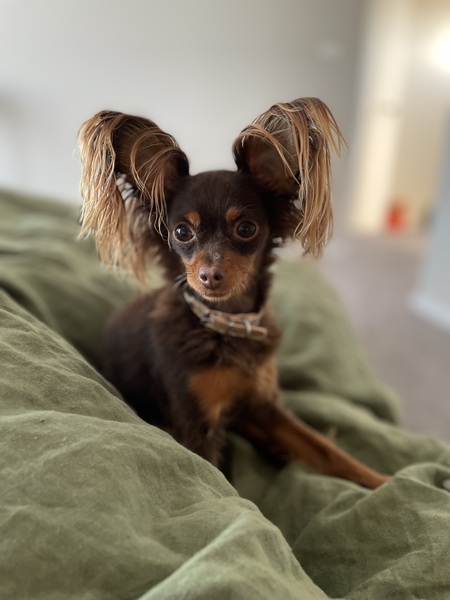 Heihei