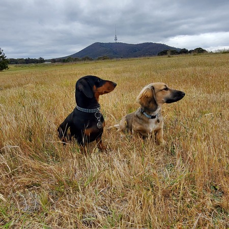 Butters and Billee