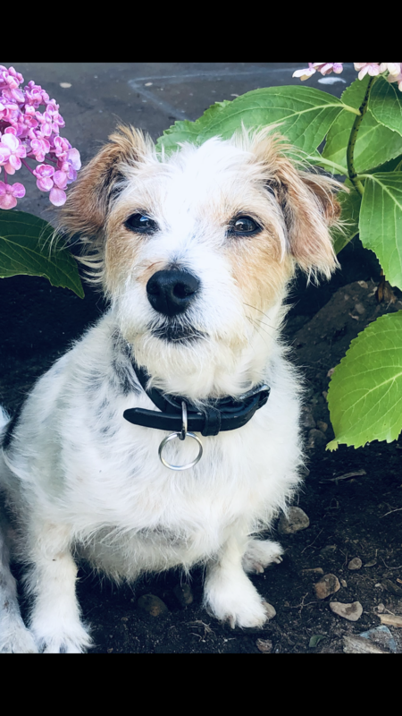 Bobby Girl