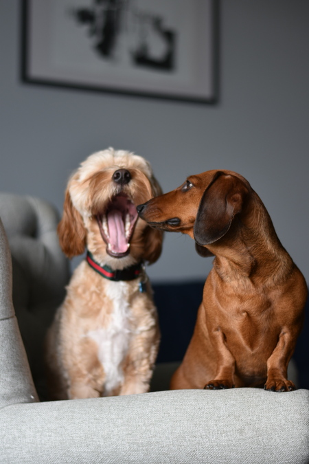 Winston and Charlie