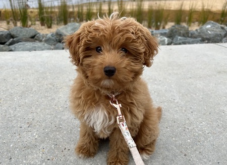 Bailey
