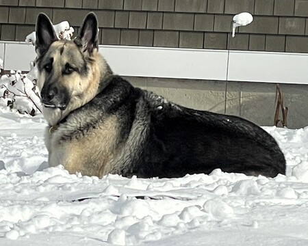 Hoss