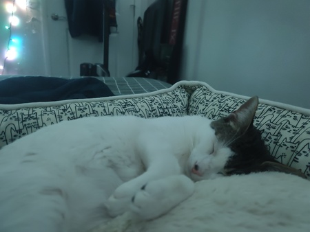 Loki 