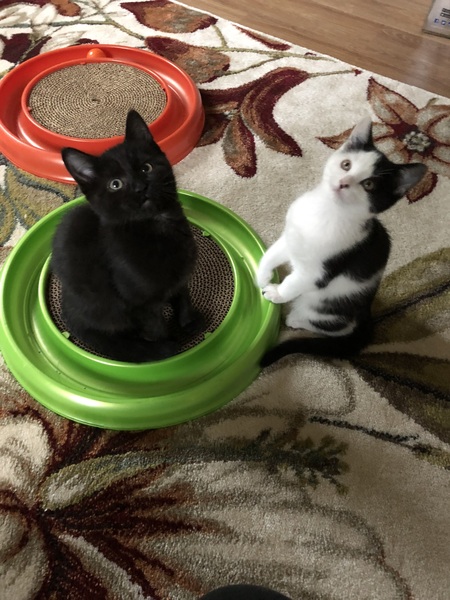 Salem and Hazel