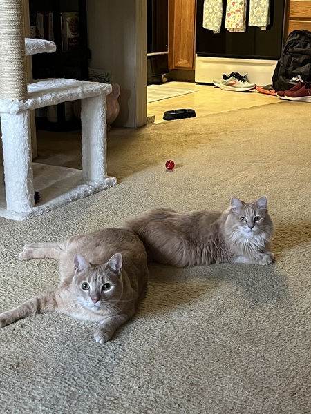 Princess Peach and Bowser (formerly Kringle & Bingle)