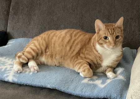 Artie (FKA Kitty Meow at NHSPCA)