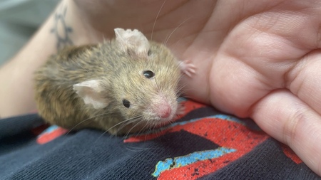 Quesito