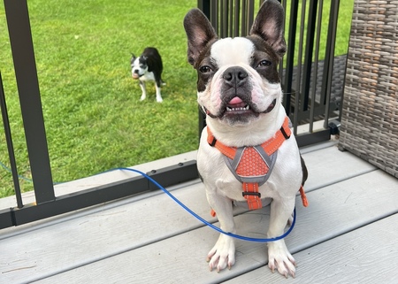 Winston
