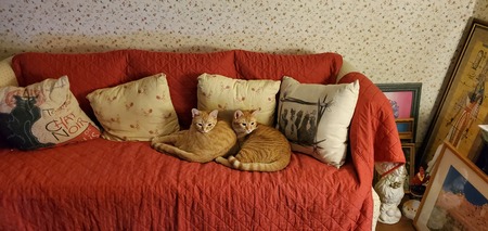 Franklin & Jefferson (the former "Meow" & "Rascal")