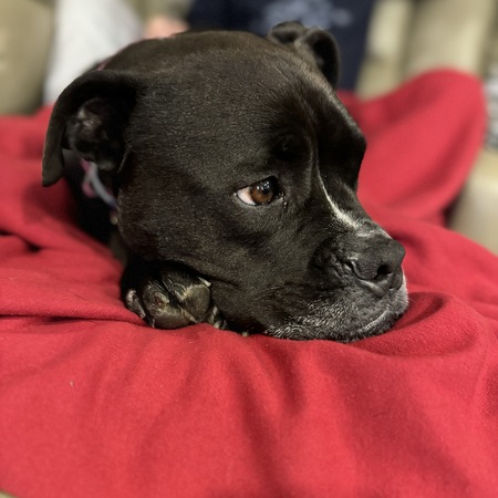 Maiya