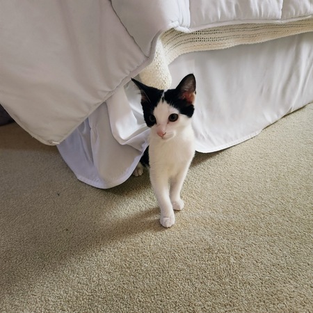 Elton ( FKA Peter Piper at the SPCA)