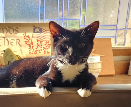 Tux (fka Spook at the SPCA)