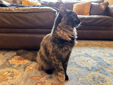 Hazel Grace (formerly Dot at SPCA)