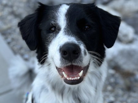 Oreo
