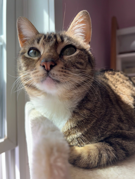 Rocky