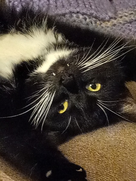 Kit Cat