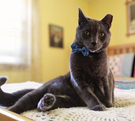 Pepper 