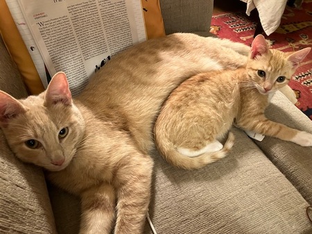 Fiona and Finnegan