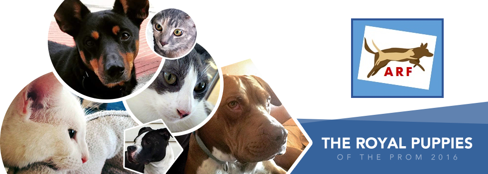 Banner for The Royal Puppies of the Prom (2016)