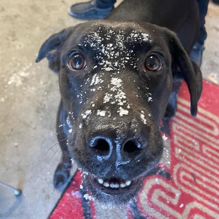Snowy Adventures 