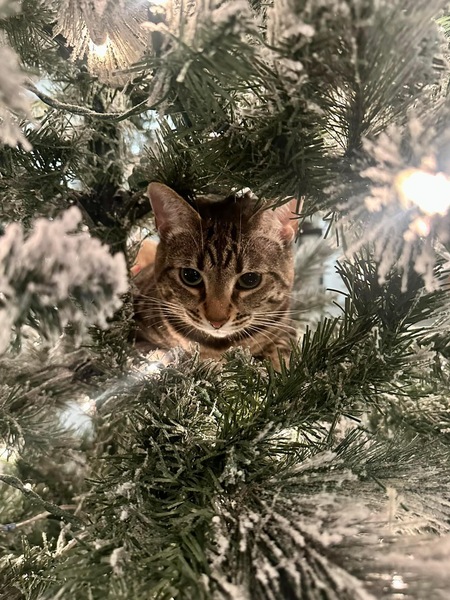 Festive Georgie