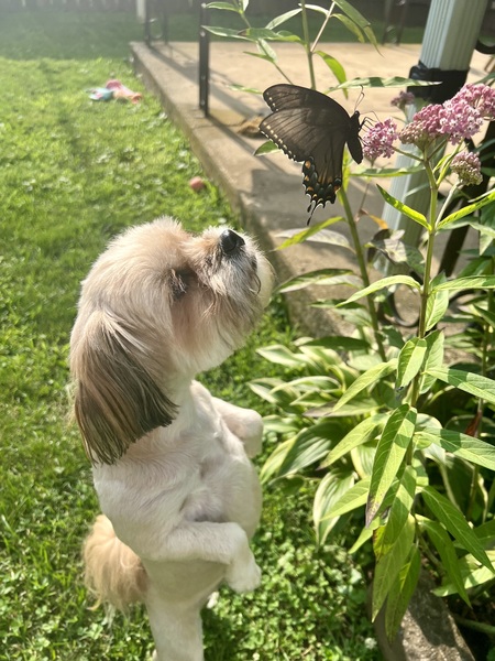 Butterfly Sniff