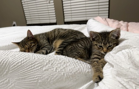 Two Peas in a Pod