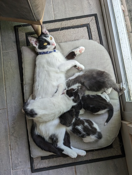 Mama Tallulah and Kittens 