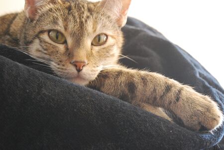 Lounging Kitty