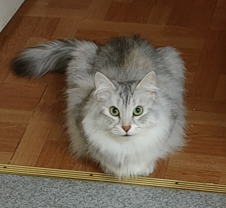 Kit
