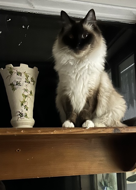 Bella