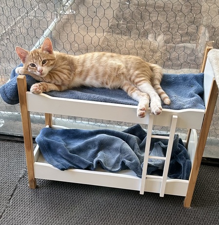 Riley ( Rascal) 