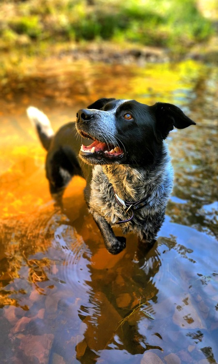 Hugo