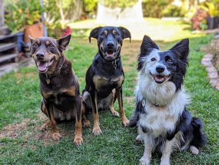 Nala, Zira & Hera 