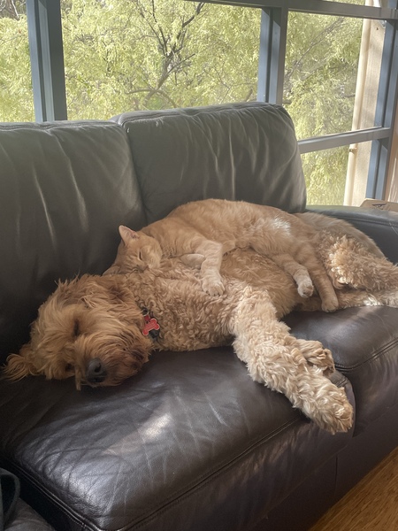 Dusty the dog with Charlie 