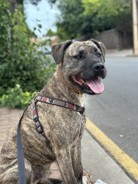 Hugo