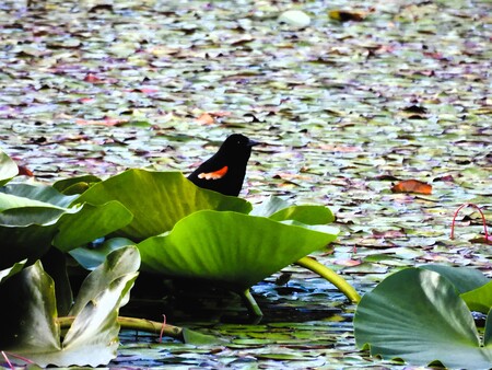 Monet's Blackbird
