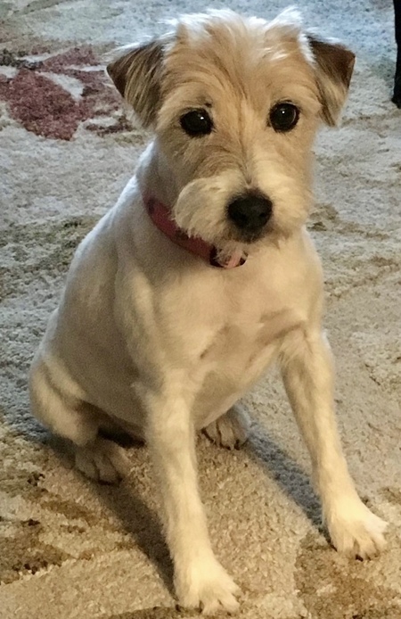 Sweetpea