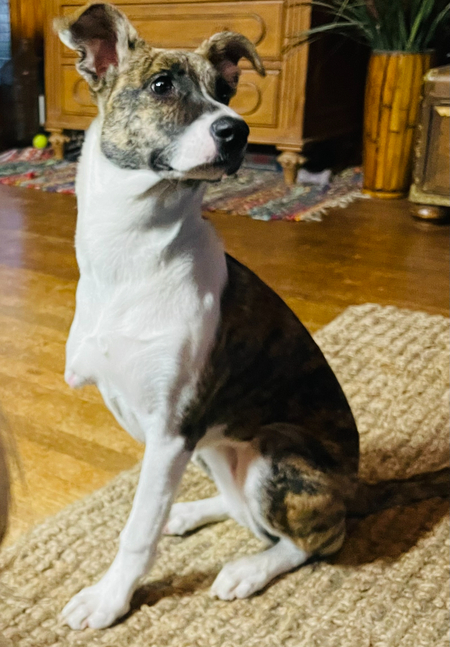 Willow
